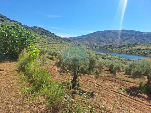 Quinta para venda em Vila Flor