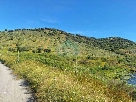 Quinta para venda em Vila Flor