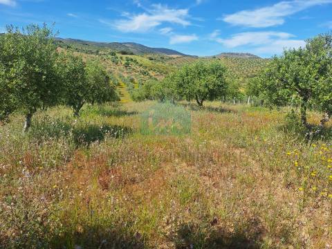 Quinta para venda em Vila Flor