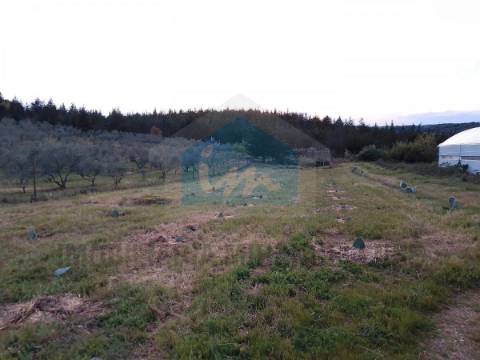 Terreno para venda com estufa em Carvalhais