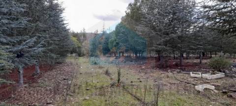 Terreno para venda com estufa em Carvalhais