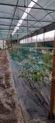 Terreno para venda com estufa em Carvalhais