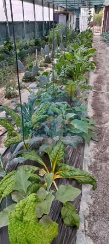 Terreno para venda com estufa em Carvalhais