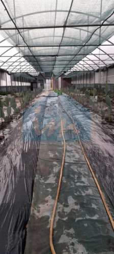 Terreno para venda com estufa em Carvalhais