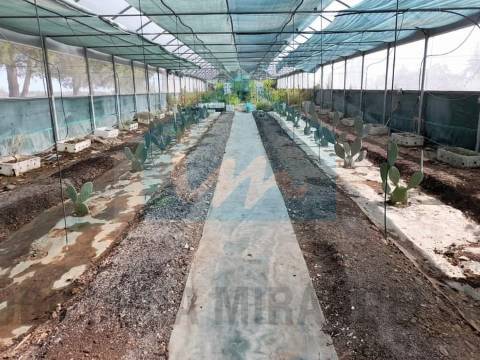 Terreno para venda com estufa em Carvalhais