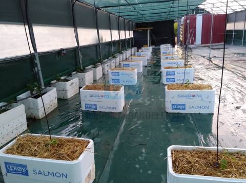 Terreno para venda com estufa em Carvalhais