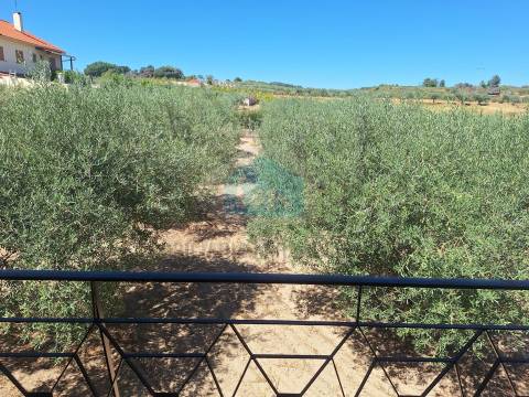 Moradia Independente para Venda nas Aguieiras - Mirandela