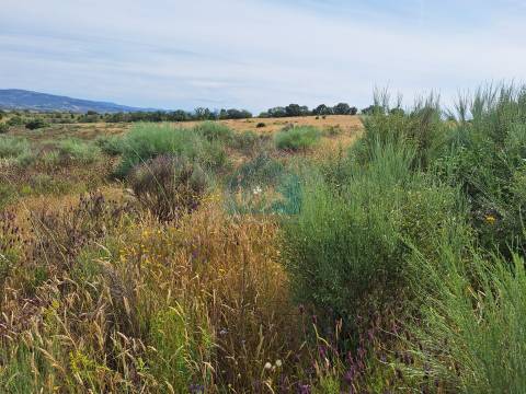 Terreno Rústico em Abambres com cerca de 6ha