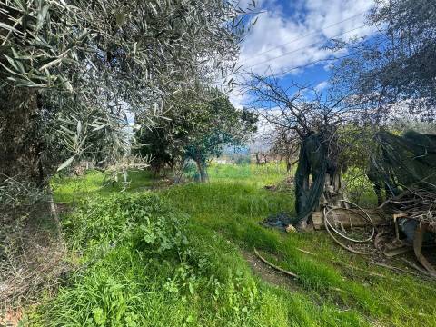 Moradia em Suçães com mais 7,5 hectares de terrenos anexos