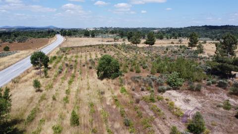 Terreno Para Construção  Venda em Pinhel,Pinhel