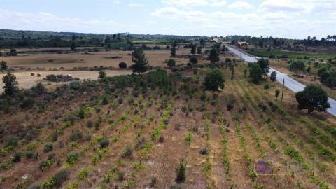 Terreno Para Construção  Venda em Pinhel,Pinhel