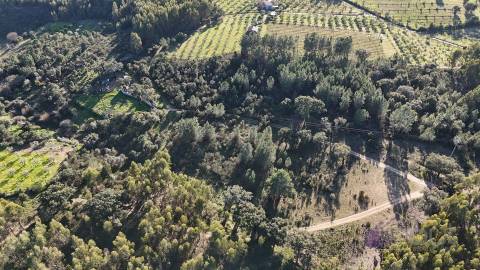 Terreno Rústico, com Sobreiros e Terra Arvense à Venda 25.000€