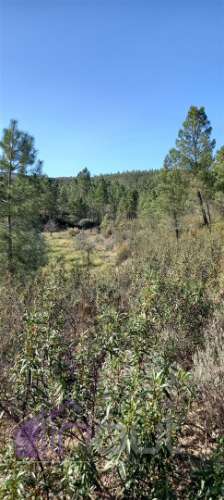 Propriedade Rural com 7 Hectares – Excelente para Agricultura, Criação e Lazer