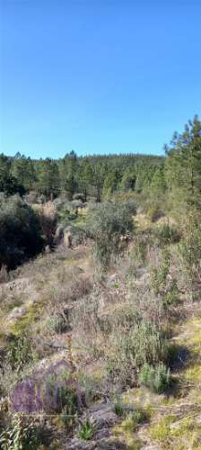 Propriedade Rural com 7 Hectares – Excelente para Agricultura, Criação e Lazer