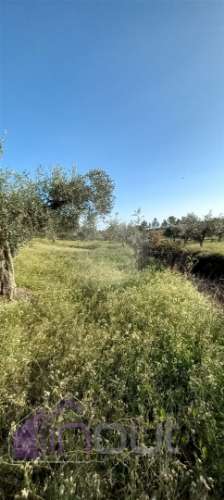 Propriedade Rural com 7 Hectares – Excelente para Agricultura, Criação e Lazer