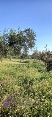 Propriedade Rural com 7 Hectares – Excelente para Agricultura, Criação e Lazer