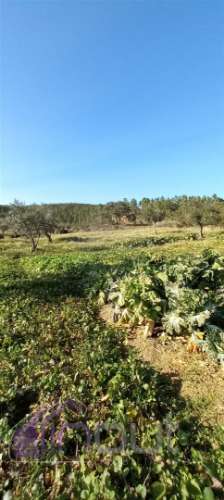 Propriedade Rural com 7 Hectares – Excelente para Agricultura, Criação e Lazer