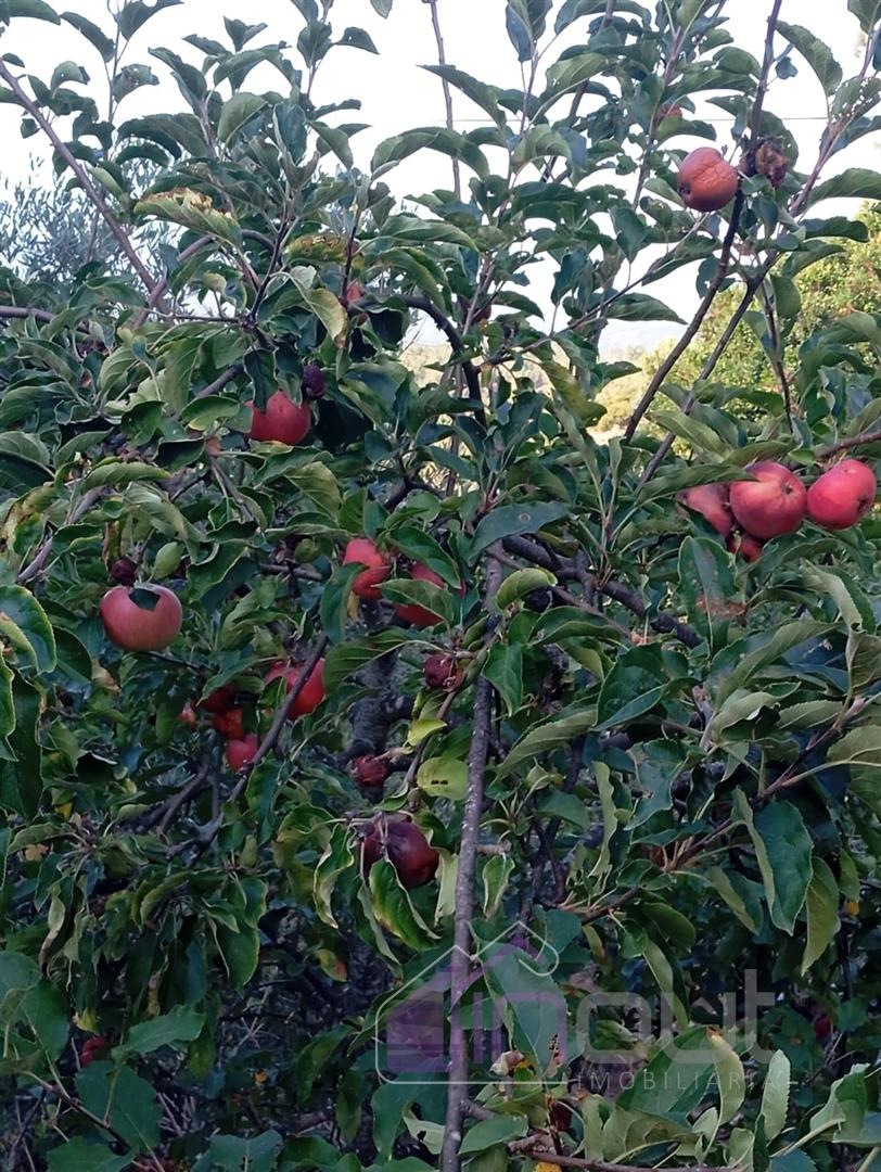 Quinta Rural com 13.000m² – Poço, Nascente, Furo Artesiano e Excelente Solo Agrícola na Abitureira (