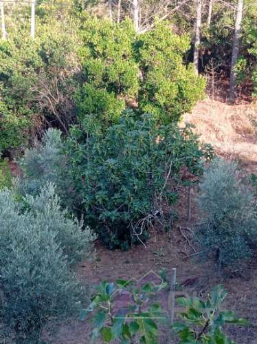 Quinta Rural com 13.000m² – Poço, Nascente, Furo Artesiano e Excelente Solo Agrícola na Abitureira (