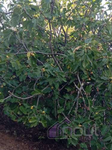 Quinta Rural com 13.000m² – Poço, Nascente, Furo Artesiano e Excelente Solo Agrícola na Abitureira (