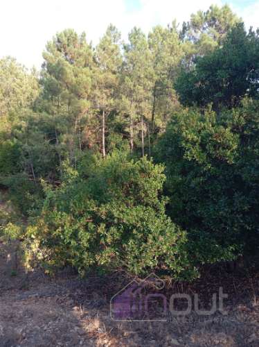 Quinta Rural com 13.000m² – Poço, Nascente, Furo Artesiano e Excelente Solo Agrícola na Abitureira (