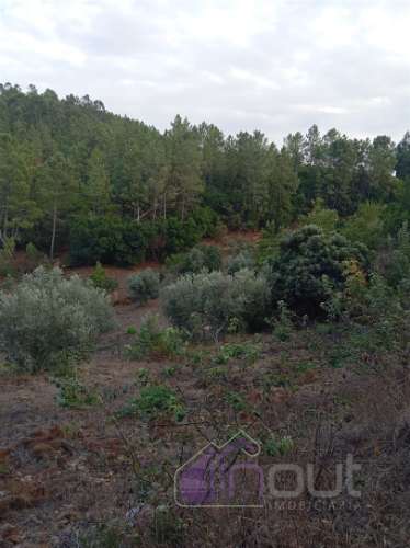 Quinta Rural com 13.000m² – Poço, Nascente, Furo Artesiano e Excelente Solo Agrícola na Abitureira (