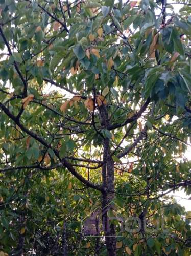 Quinta Rural com 13.000m² – Poço, Nascente, Furo Artesiano e Excelente Solo Agrícola na Abitureira (