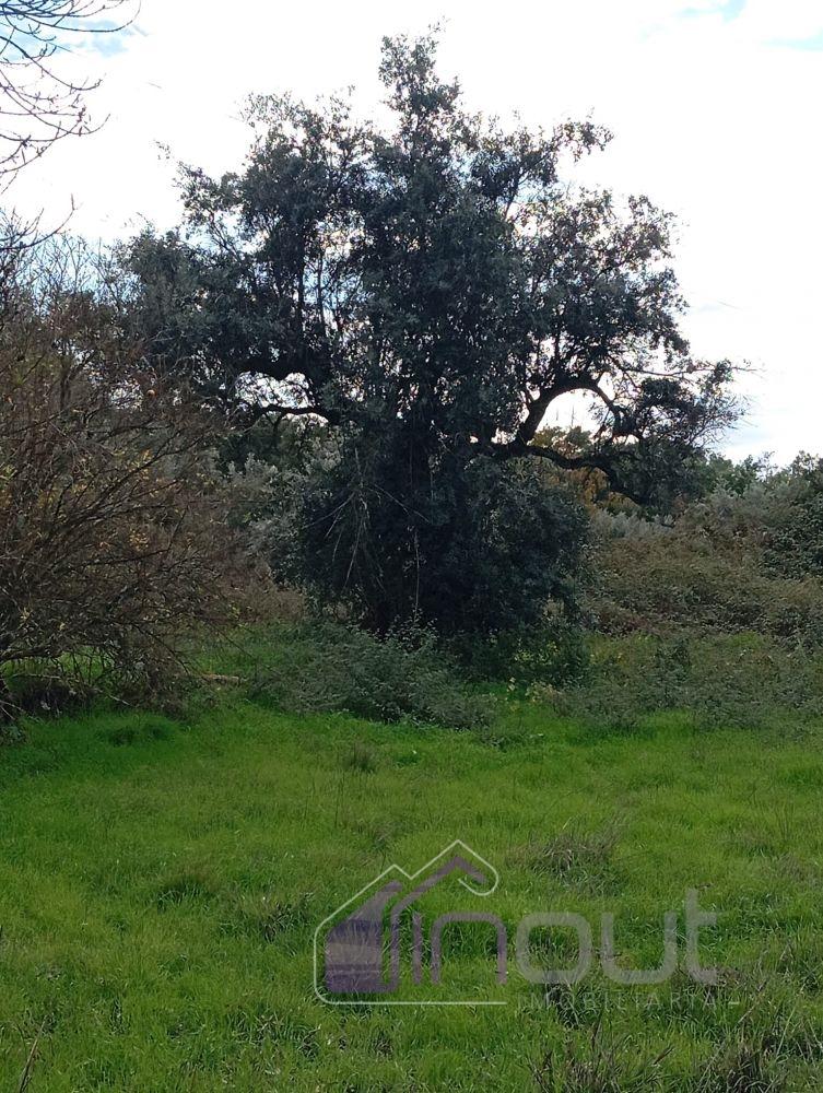 Excelente Propriedade Rural com 5.425m² e Ruína, Poço com Reservatório em Granito – Próxima à Aldeia