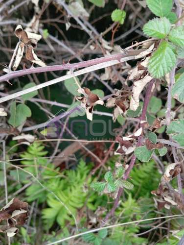 Excelente Propriedade Rural com 5.425m² e Ruína, Poço com Reservatório em Granito – Próxima à Aldeia