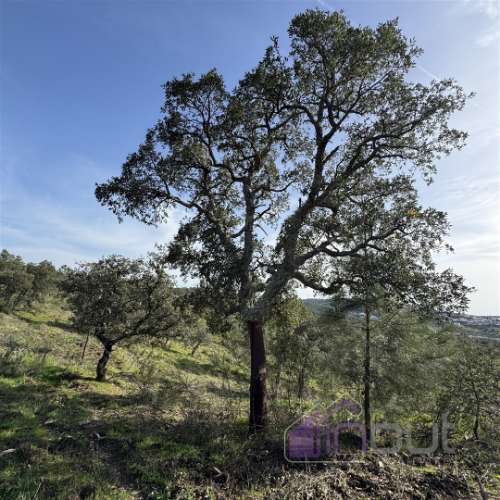 Terreno Rústico com 39.000m² – Potencial para Construção, Agricultura ou Lazer, com Vista Panorâmica