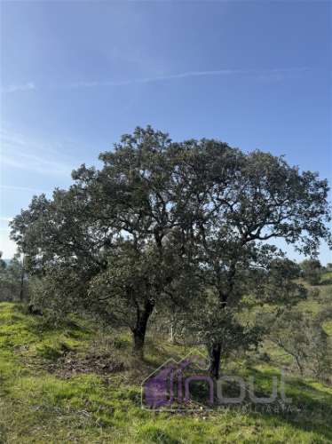 Terreno Rústico com 39.000m² – Potencial para Construção, Agricultura ou Lazer, com Vista Panorâmica