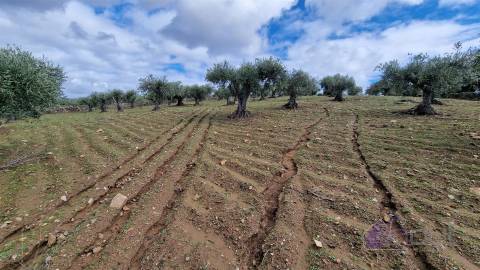 Terreno Rústico  Venda em Pinhel,Pinhel