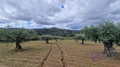 Terreno Rústico  Venda em Pinhel,Pinhel