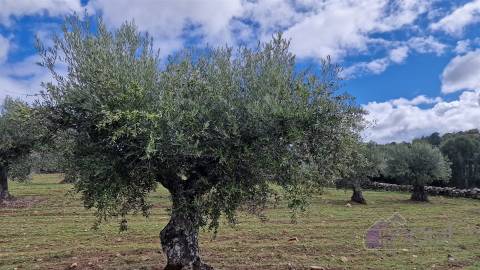 Terreno Rústico  Venda em Pinhel,Pinhel