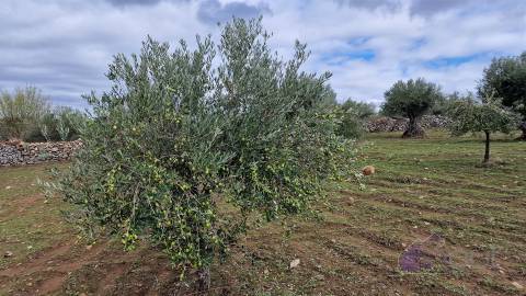 Terreno Rústico  Venda em Pinhel,Pinhel