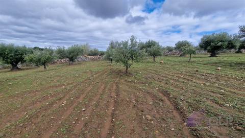 Terreno Rústico  Venda em Pinhel,Pinhel