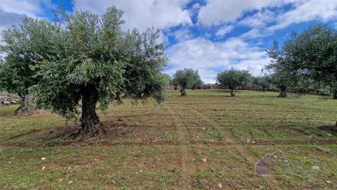 Terreno Rústico  Venda em Pinhel,Pinhel