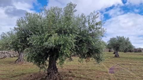 Terreno Rústico  Venda em Pinhel,Pinhel