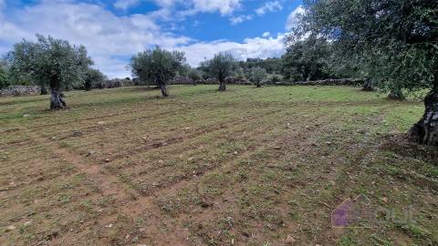 Terreno Rústico  Venda em Pinhel,Pinhel