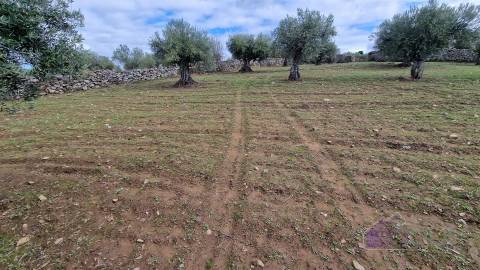 Terreno Rústico  Venda em Pinhel,Pinhel