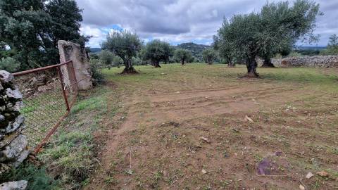 Terreno Rústico  Venda em Pinhel,Pinhel