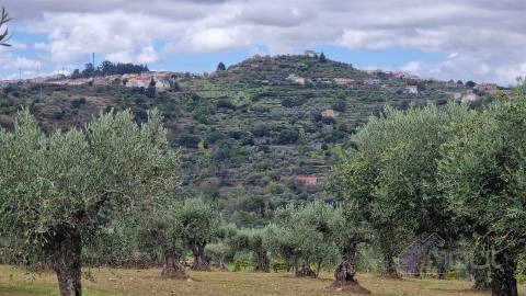 Terreno Rústico  Venda em Pinhel,Pinhel
