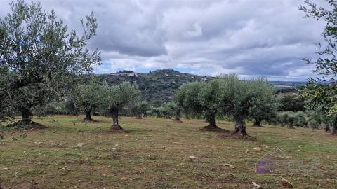 Terreno Rústico  Venda em Pinhel,Pinhel