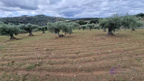 Terreno Rústico  Venda em Pinhel,Pinhel