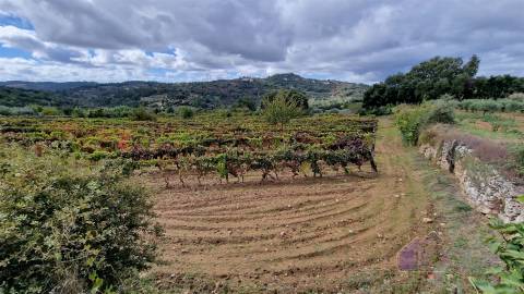 Terreno Rústico  Venda em Pinhel,Pinhel