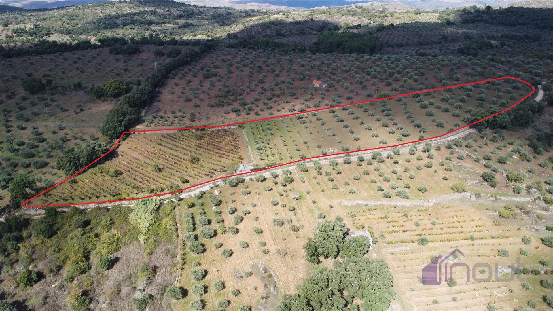 Terreno Rústico  Venda em Pinhel,Pinhel