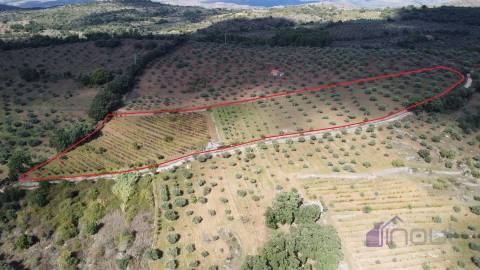 Terreno Rústico  Venda em Pinhel,Pinhel