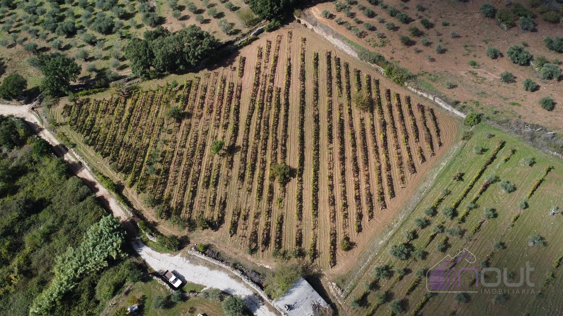 Terreno Rústico  Venda em Pinhel,Pinhel