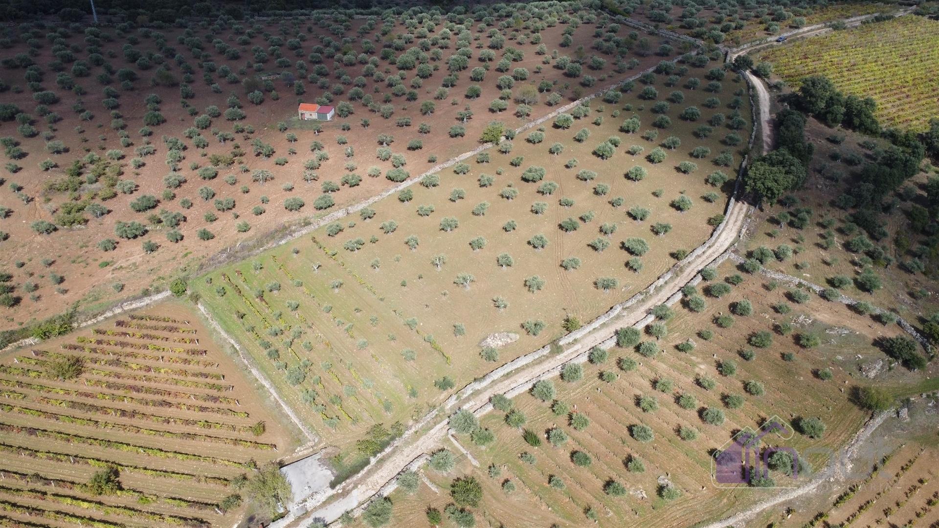 Terreno Rústico  Venda em Pinhel,Pinhel