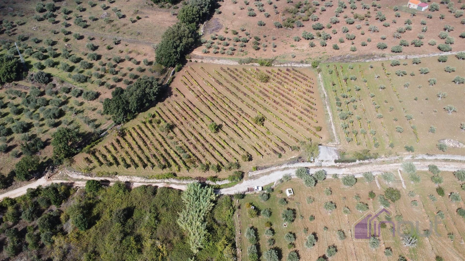 Terreno Rústico  Venda em Pinhel,Pinhel